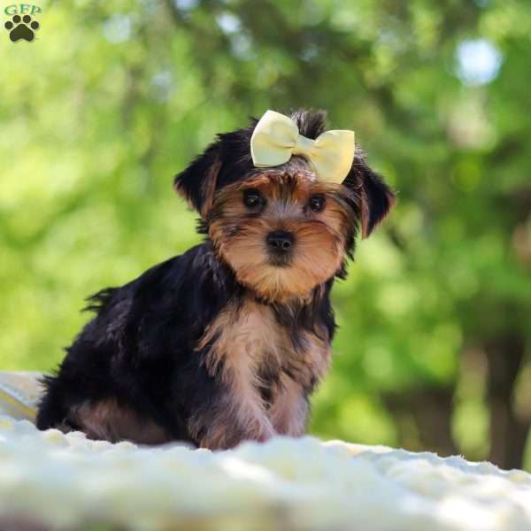 Miley, Yorkie Puppy